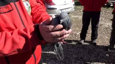 Güvercin 4 Gün Sonra Kurtarıldı