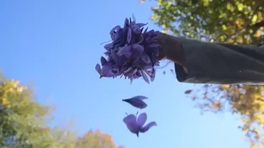 Safran Hasadı Devam Ediyor