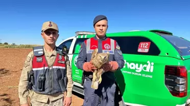 Yaralı Kızıl Şahin Koruma Altında