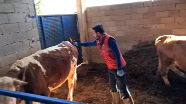 Köşk'te Büyükbaş Hayvanlar Aşılanıyor