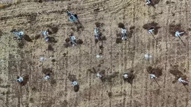 Mardin'de Atıl Araziler Modern Bağcılıkla Değerlendiriliyor