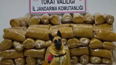 Tokat'ta 450 kg Kaçak Tütün Ele Ge geçirildi