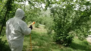 Fındık Tarımında Kuraklık Alarmı