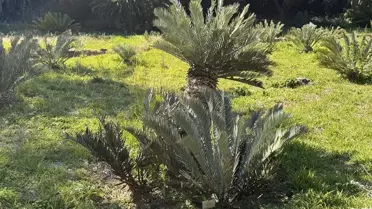 Cape Flora Krallığı: Biyoçeşitliliğin Merkezi