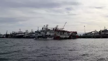 Sinop'ta Hamsi Sezonu Bereketli Geçiyor