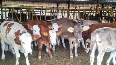 Brusella Aşısı Uygulandı