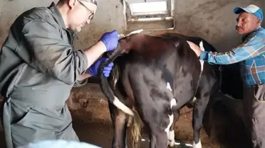 Genetik Mühendislik ile Süt Alerjisine Çözüm