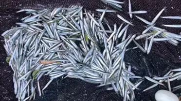Karadeniz Hamsisi Küçülüyor
