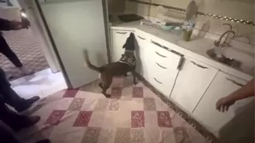 Hatay'da 60 Bin Captagon Ele Geçirildi