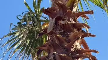 Ağaçta Mahsur Kalan Kedi Kurtarıldı