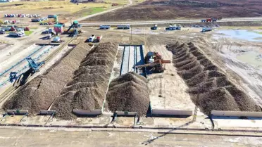 Muş'ta Şeker Pancarı Hasadı Başladı