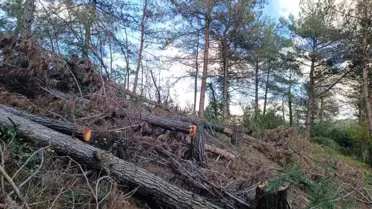 Hatay'da 20 Kızılçam Ağacı Kesildi
