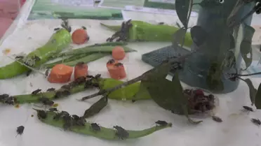 Samuray Arısı Doğaya Salındı