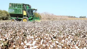 Şanlıurfa'da İyi Pamuk Projesi Tarla Günü