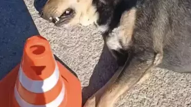 Sahipsiz Köpek Tabancayla Vuruldu