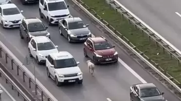 Nereden çıktığını kimse anlamadı! Trafiği birbirine kattı