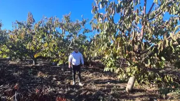 Mihalıççık'ta Don Zararı Yaşayan Çiftçilere 55 Milyon TL Destek