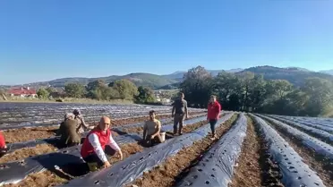 Engiz Çileği Üretimi İçin Teknik Destek