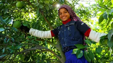 Adana'da Portakal Hasadı Başladı