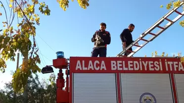 Mahsur Kalan Yavru Kedi İtfaiye Ekiplerince Kurtarıldı