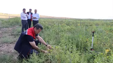 Ağrı'da Tarım Ürünleri Artıyor