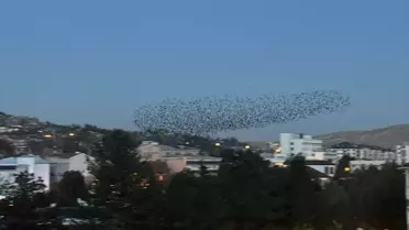 Çankırı'da Sığırcıkların Dansı