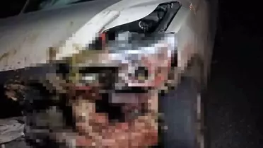 Elazığ'da Kamyonet Sürüye Çarptı: 30 Hayvan Telef Oldu