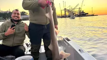 Gemlik’te Balıkçılara Köpek Balığı Takıldı