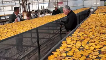 Honaz Belediyesi'nden Yenilikçi Cennet Hurması Cipsi Projesi