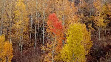 Sarıkamış'ta Sonbahar Renkleri