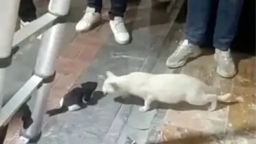 Batman'da İtfaiye Ekiplerinden Yavru Kedilere Kurtarma Operasyonu