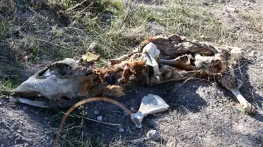 Nevşehir'de Boş Araziye Atılan Ölü Buzağılar Çevreyi Tehdit Ediyor