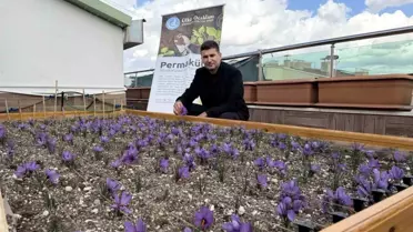 Ülkü Ocakları'nda Başarılı Safran Hasadı