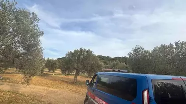 Aliağa'da Zeytin Hasadı Başladı