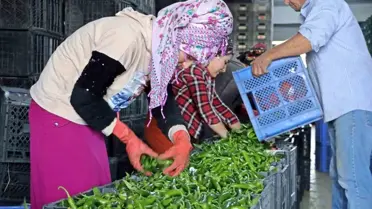 Ekim'de Domates Fiyatları Düştü, Meyve Fiyatları Arttı