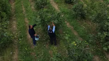 İnhisar'da İncir Hasadı Devam Ediyor