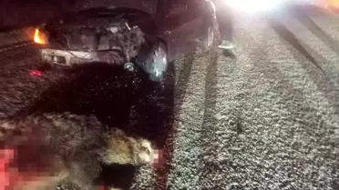 Yola aniden çıktı, kazaya neden oldu