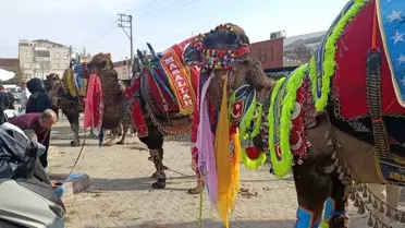 Çan'da Havut Giydirme Hayrı Düzenlendi