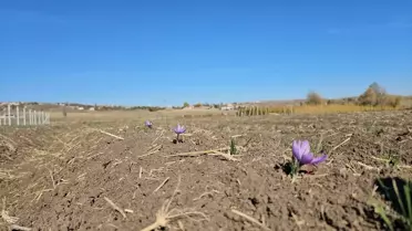 Çorum'da Kadın Çiftçiler Safran Hasadı Yaptı