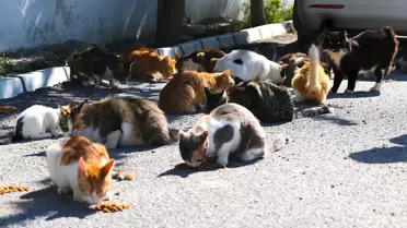 Canan Göçmen: Hatay'da Kedilere Umut Oluyor