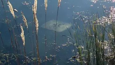 Ehliyetsiz Sürücü Gölete Düştü