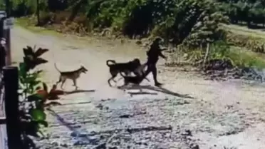 Kangal Köpek Hırsızlığı Güvenlik Kamerasında