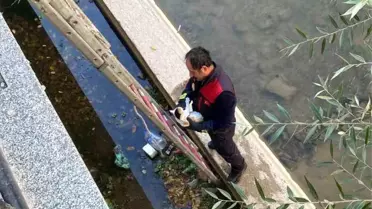 Harşit Çayı'na Düşen Yavru Kedi İtfaiye Ekipleri Tarafından Kurtarıldı
