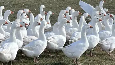 Kars'ta Kaz Kesim Sezonu Başladı