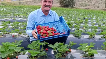 Köprübaşı'nda Çilek Üretimi Dört Mevsim Sürüyor