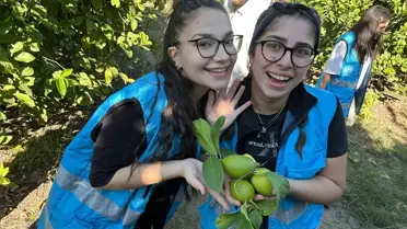 Gönüllü Gençlerden Narenciye Hasadı Desteği
