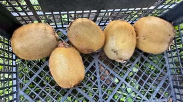 Kivi Hasadında Erken Müdahale Uyarısı