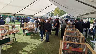 6. Tepeli Kostüm Güvercinleri Festivali Sakarya'da