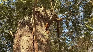 Samsun'da Sincapların Sevimli Anları