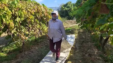 Sarıgöl'de Üzüm Hasadı ve Koruyucu Örtülerin Sökümüne Başlandı